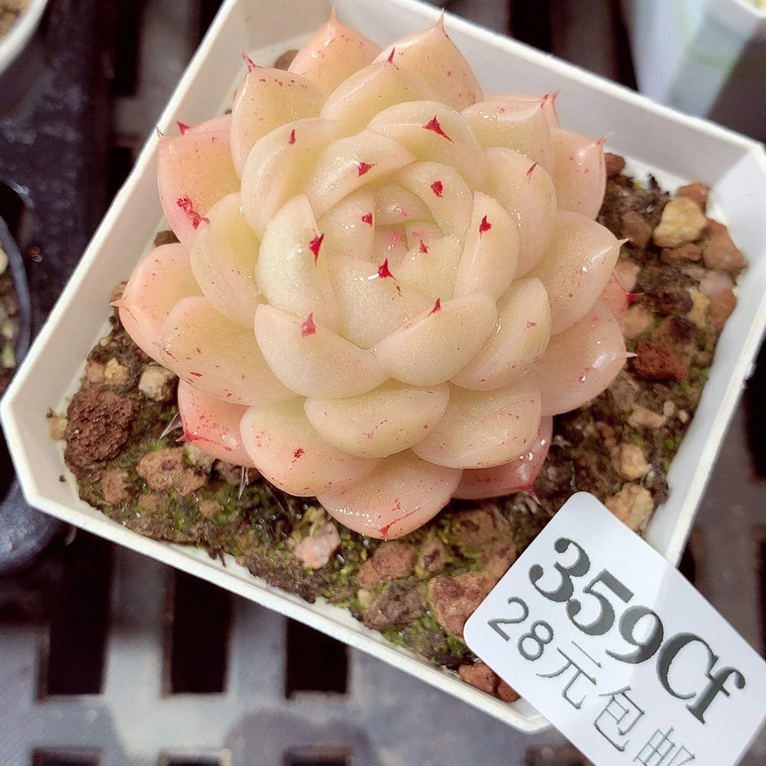 5厘米盆精控多肉359