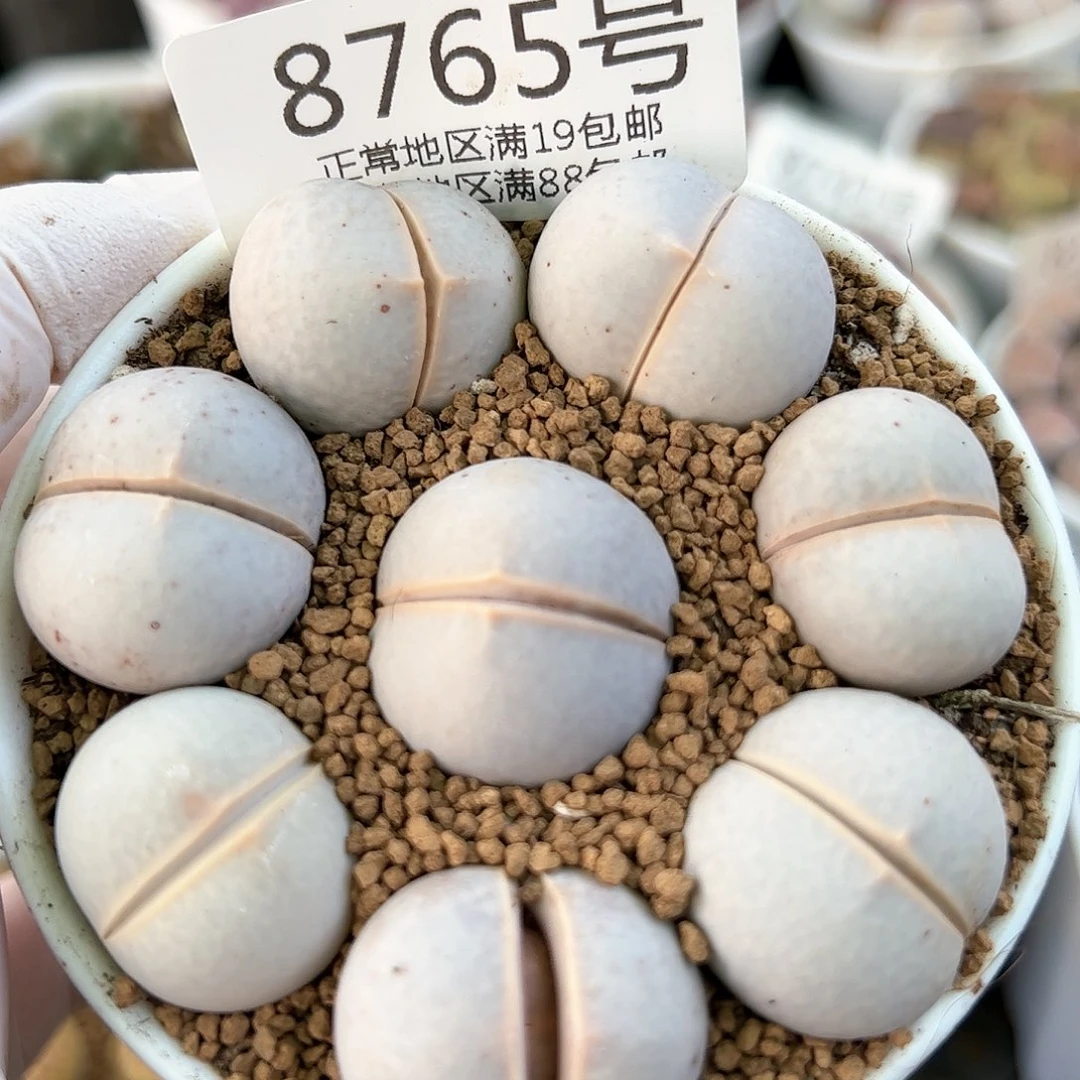 好养易活生石花大母本8765