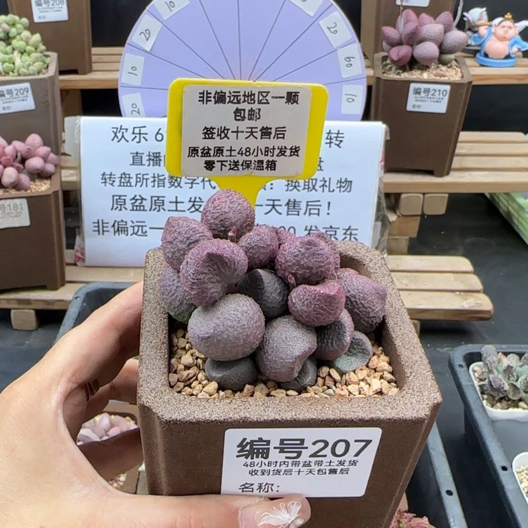 207水蜜桃多肉植物