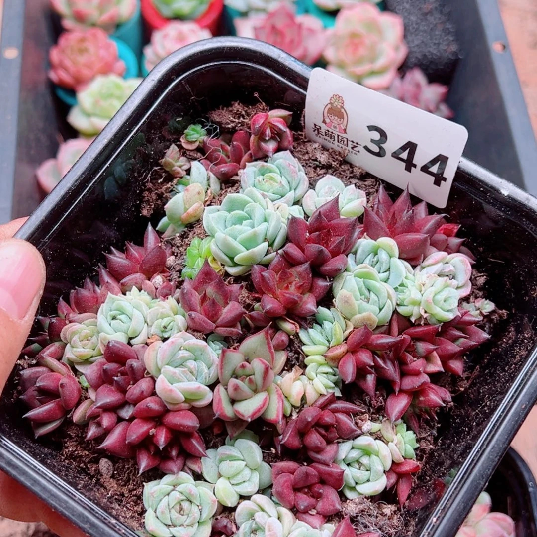多肉植物多肉植物