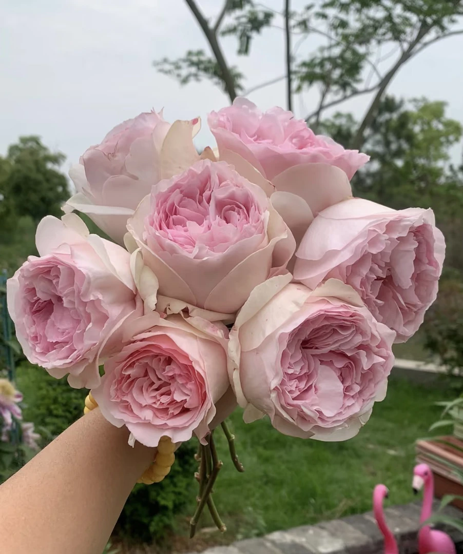 阿馥苑大花浓香【乙女心】月季花苗