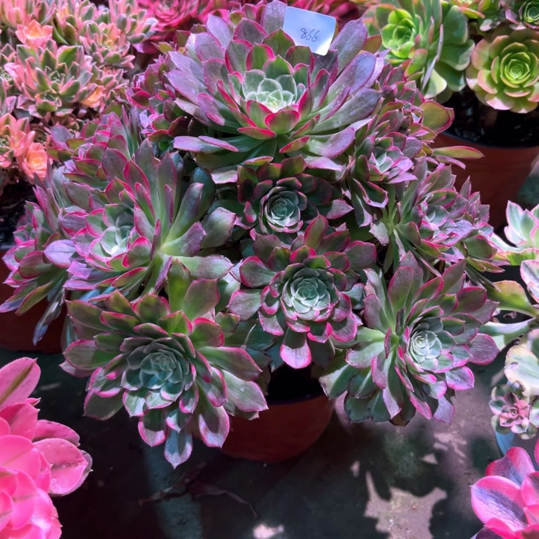 多肉植物莲花866