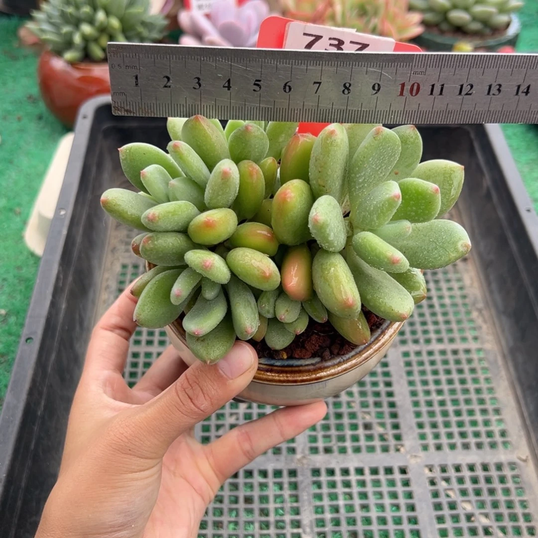 表妹精品多肉植物737.