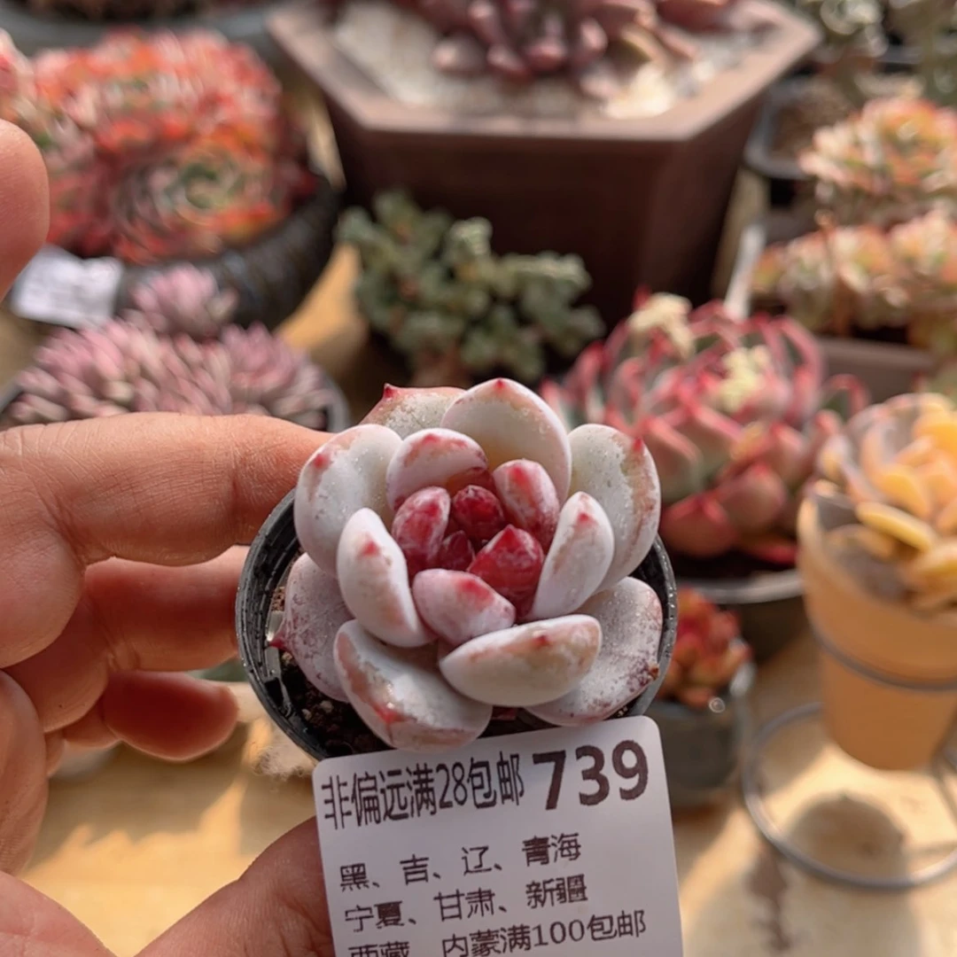 【闪购商品】739奶酪蛋糕