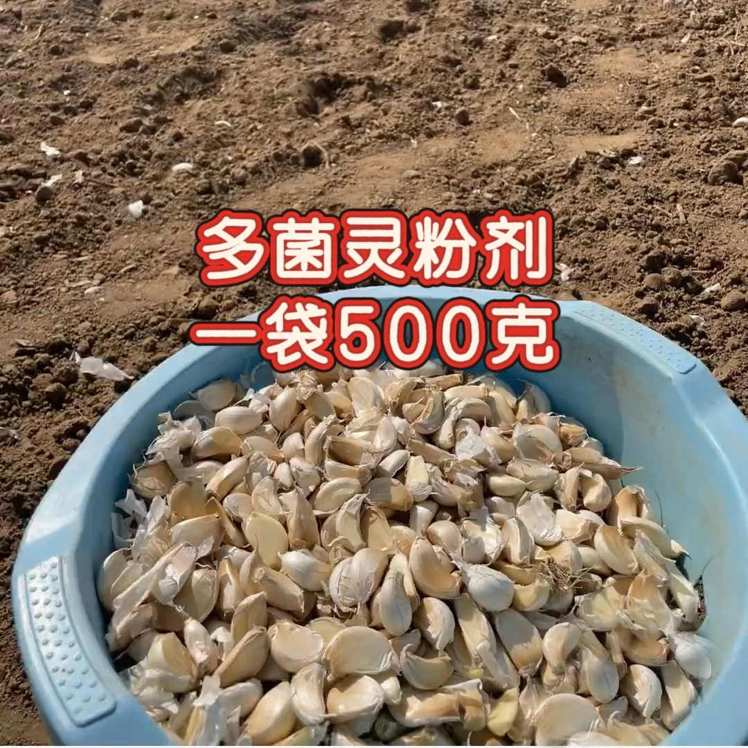 粉剂多 菌灵一袋500克大厂家正品叶面肥