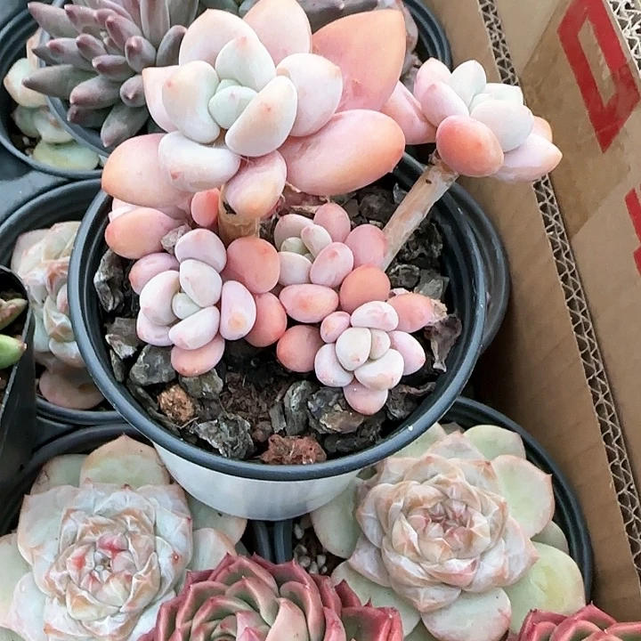 青蛙王子儿童牙膏111