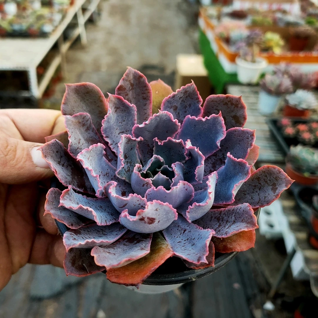 晚霞之舞 满20包邮不带盆土发货包起来6厘米显小 直播间多肉植物