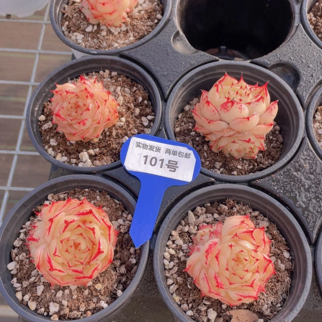 101号全状态凤凰火麦秆一个