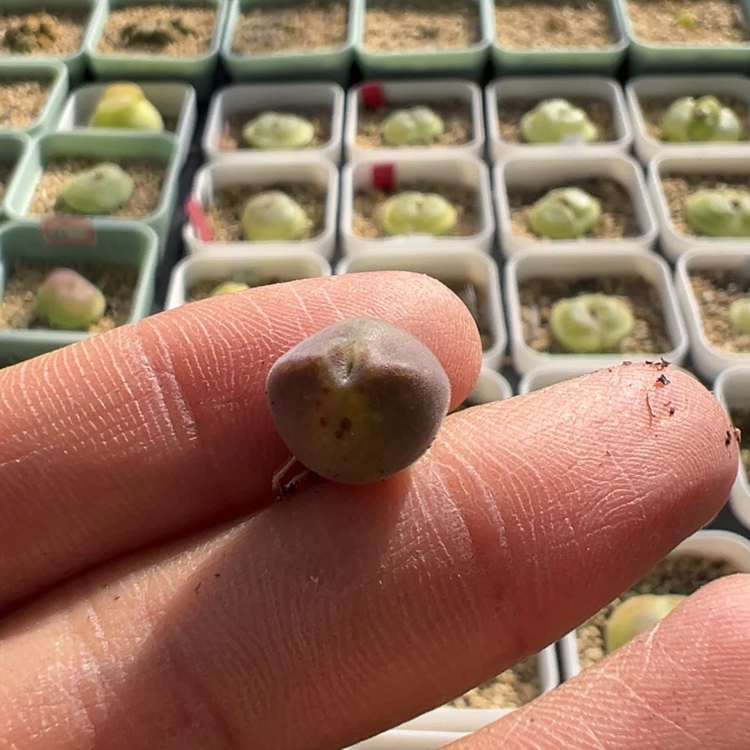 易*宝多肉植物 多肉植物