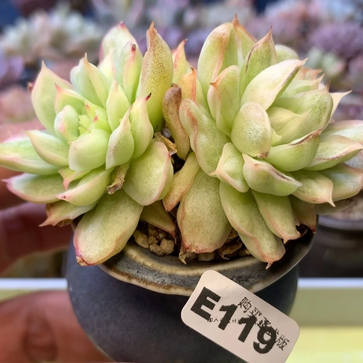 E119一物一拍带盆发