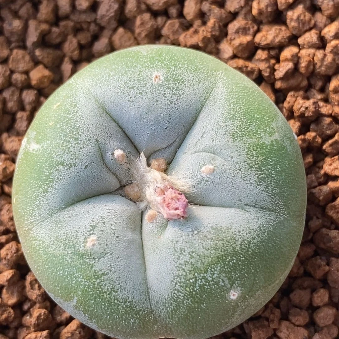 无刺仙人球开花了吗？？