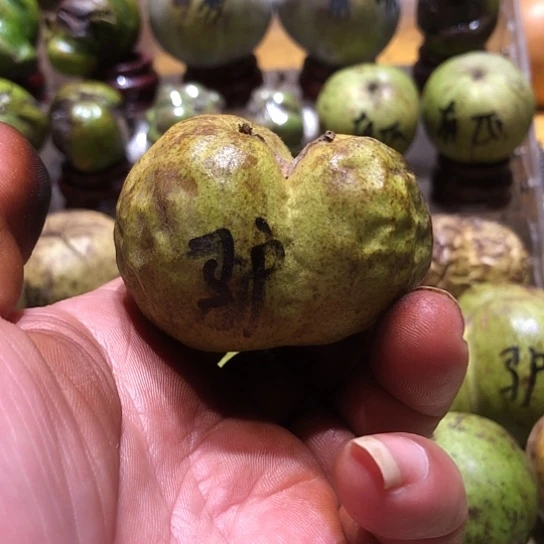 桃核吊坠核桃核桃