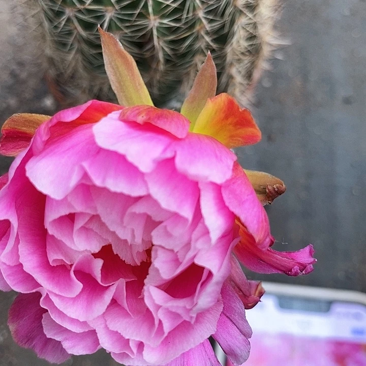 丘比特仙人球3578899