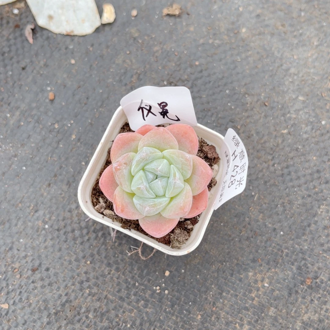 仪***q428 冰玉 带陶瓷盆发货 满28包邮