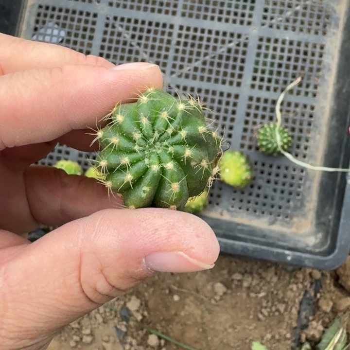 352丽花歪无根侧牙2公分左右斑