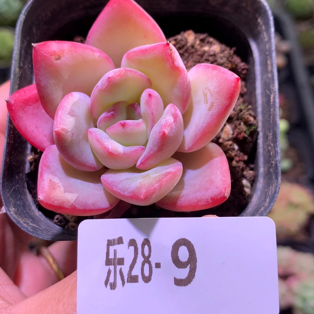 乐然28-9 草莓泡芙