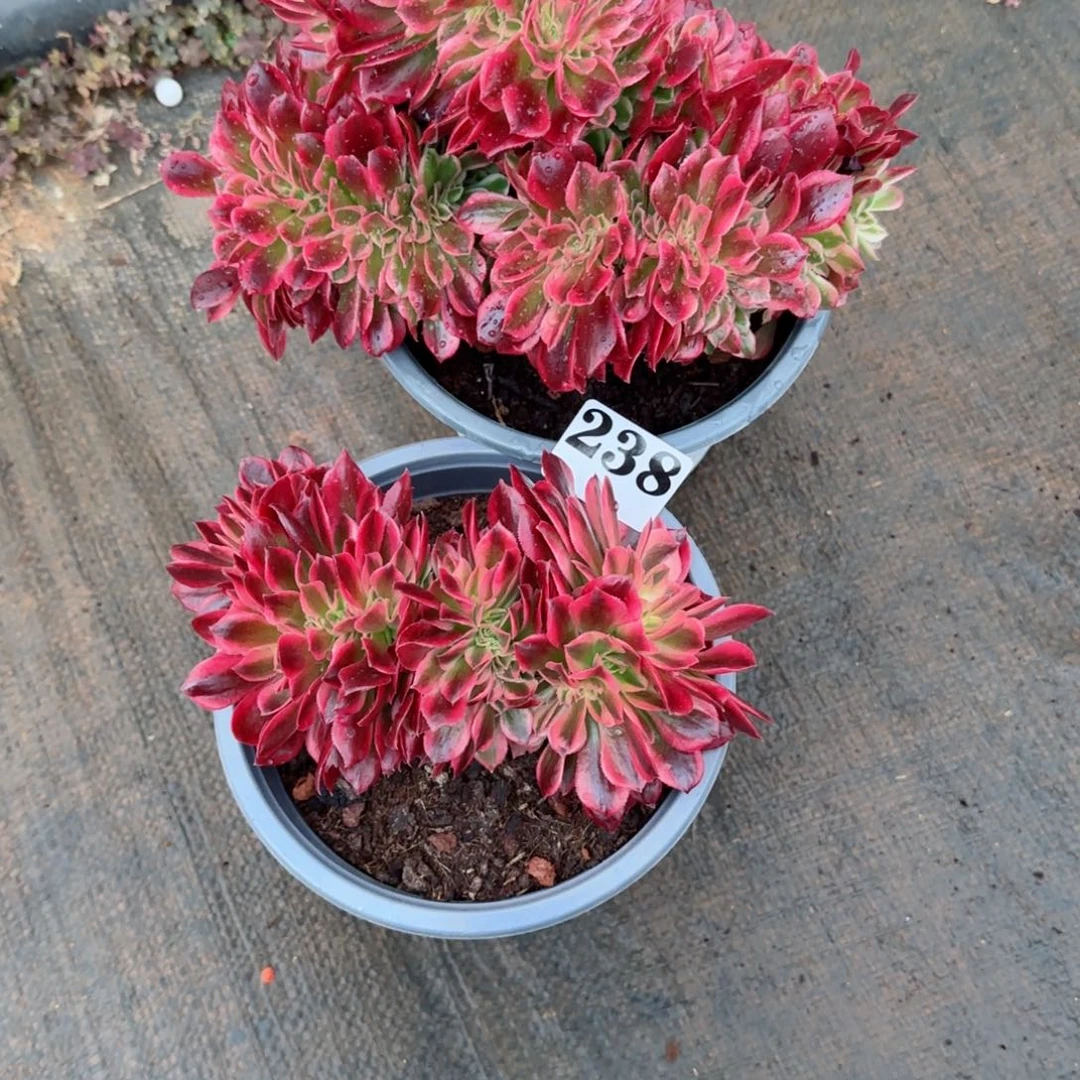 淡*238缀化发货实拍