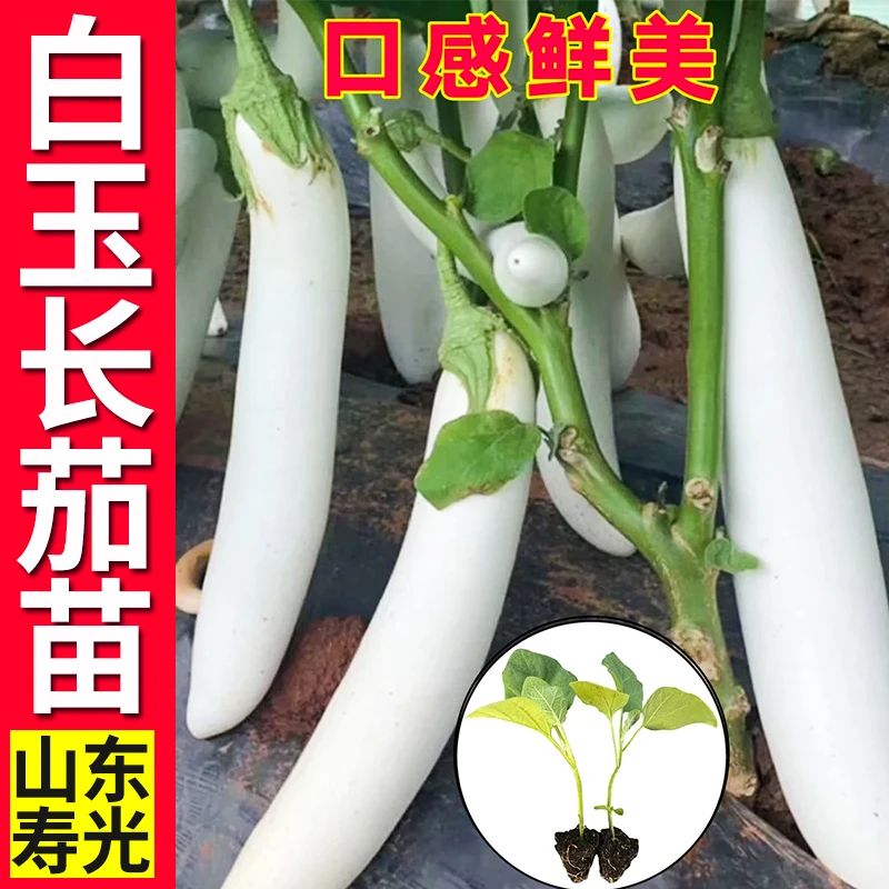 香糯好吃白玉长茄白茄子苗秧种子紫黑长圆茄苗场直发春秋四季