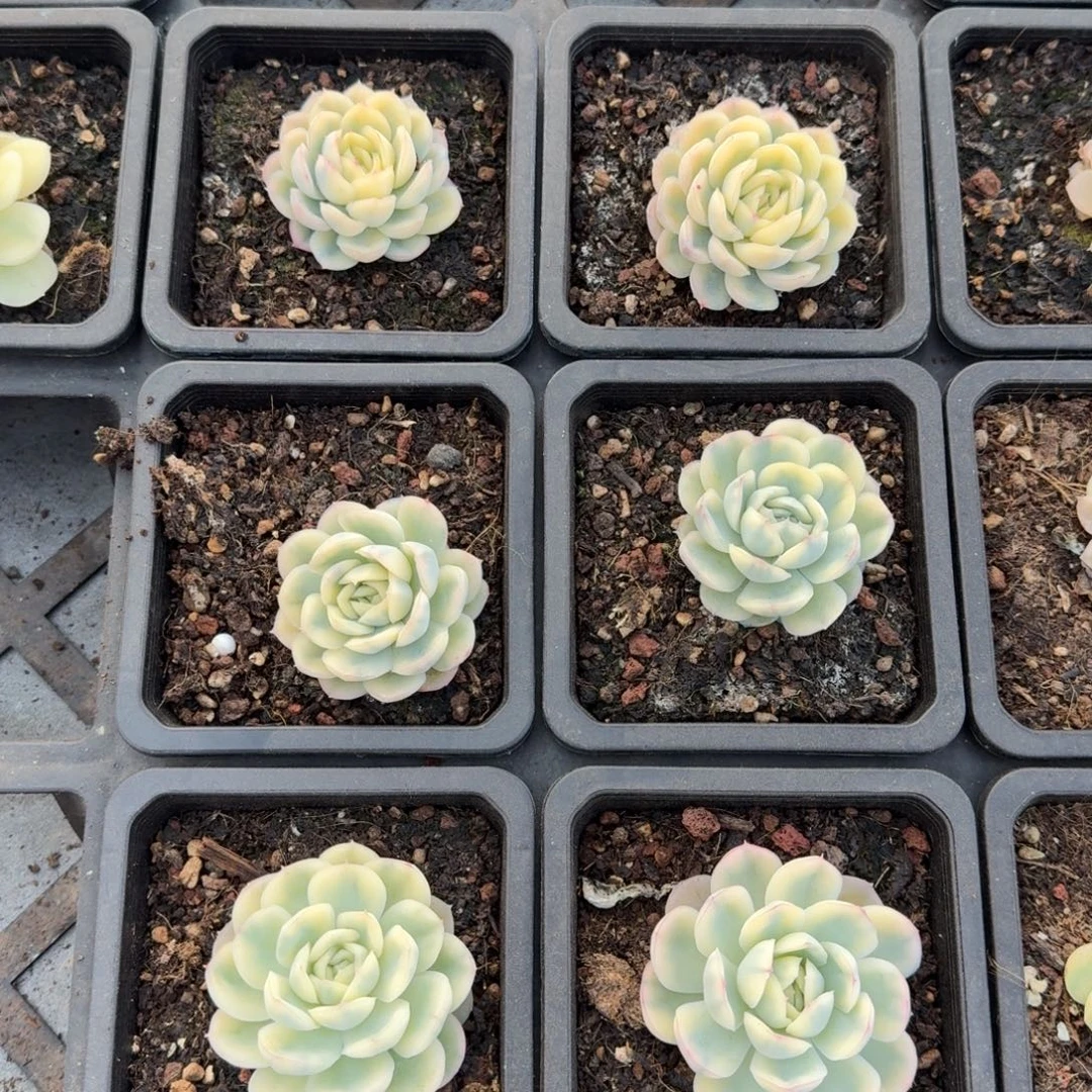 草莓冰锦一颗的价格多肉锦