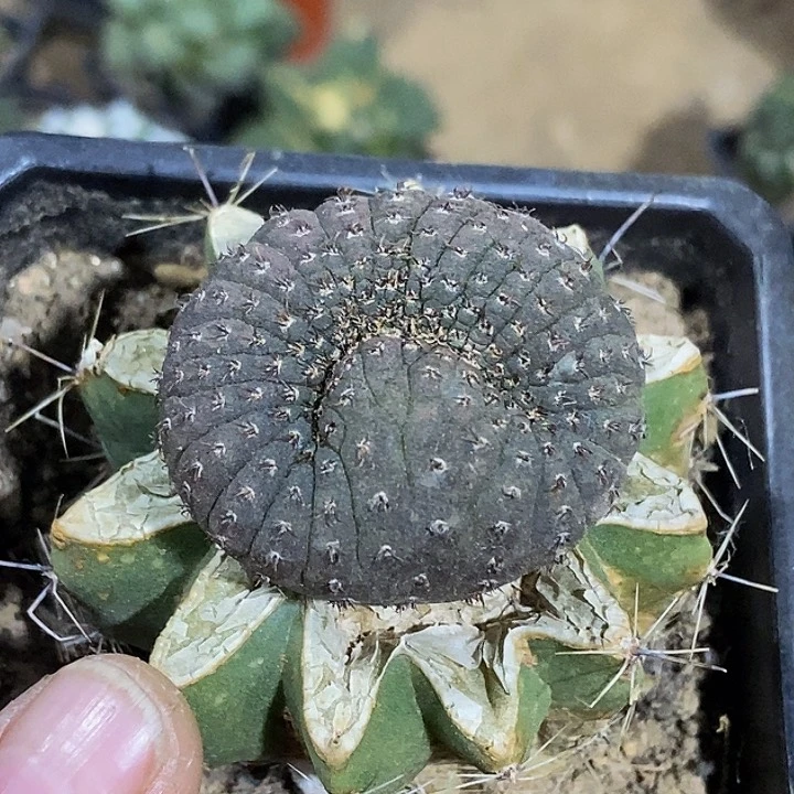 无花朵福利士童缀化524