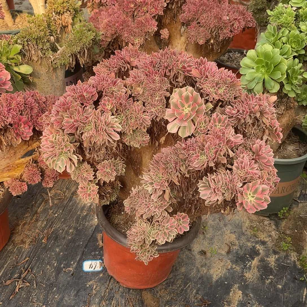 37女巫缀化有伤法师