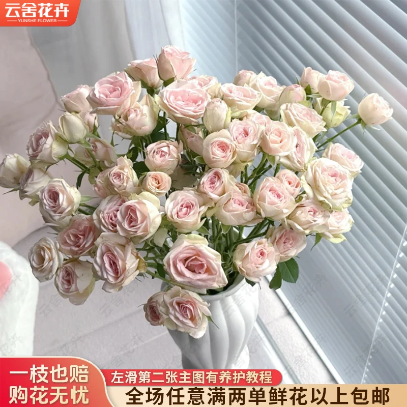 【云舍花卉】【玛丽公主】多头玫瑰全场任意满两单及以上鲜花包邮发货