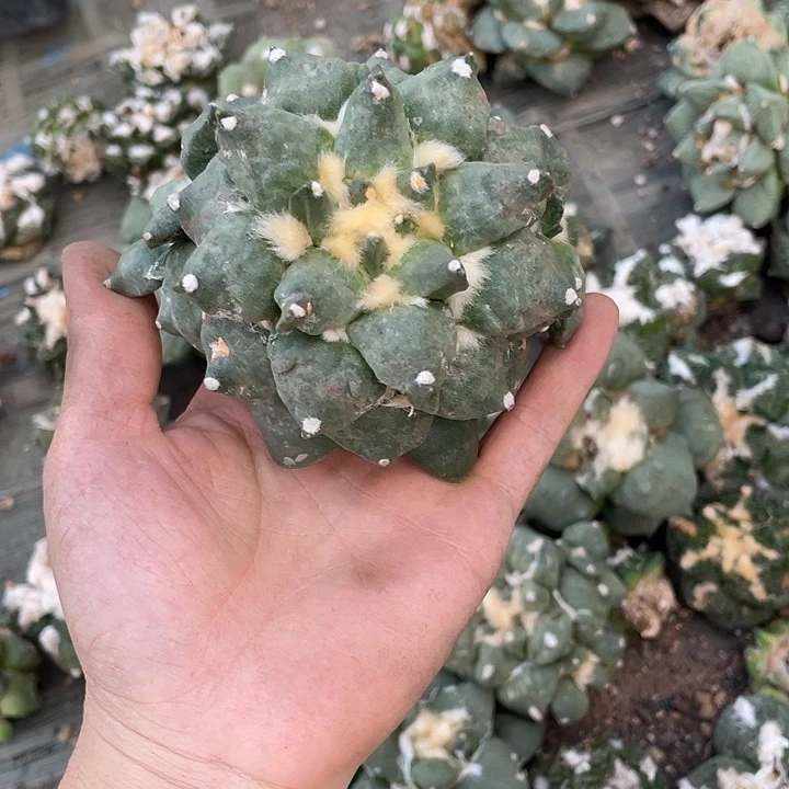 13号自根怒涛群瑕疵特价