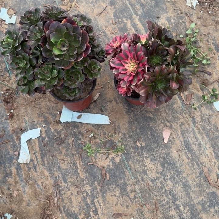 一单包邮不包侧枝93