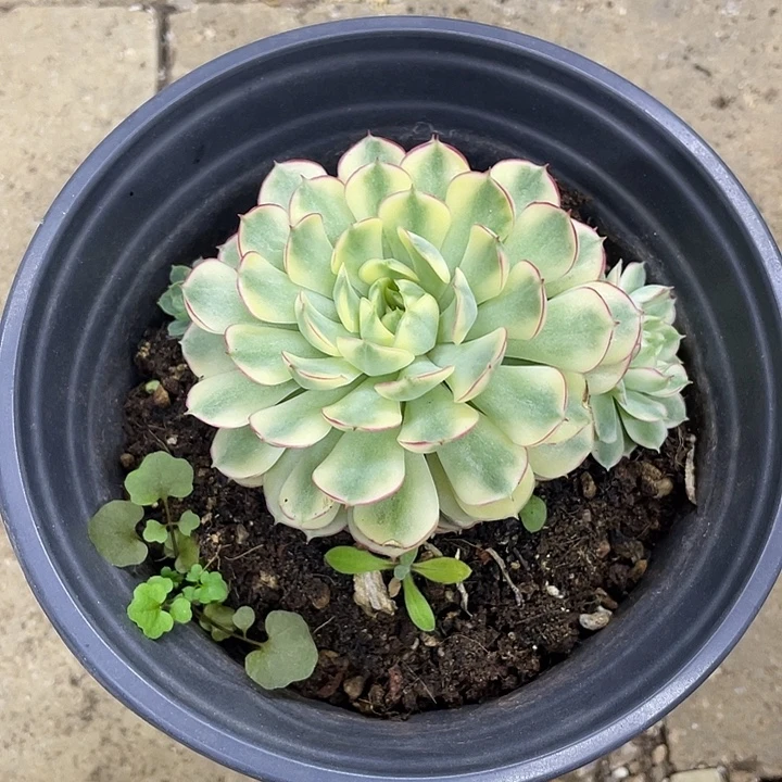 梦幻玫瑰黄锦一物一拍