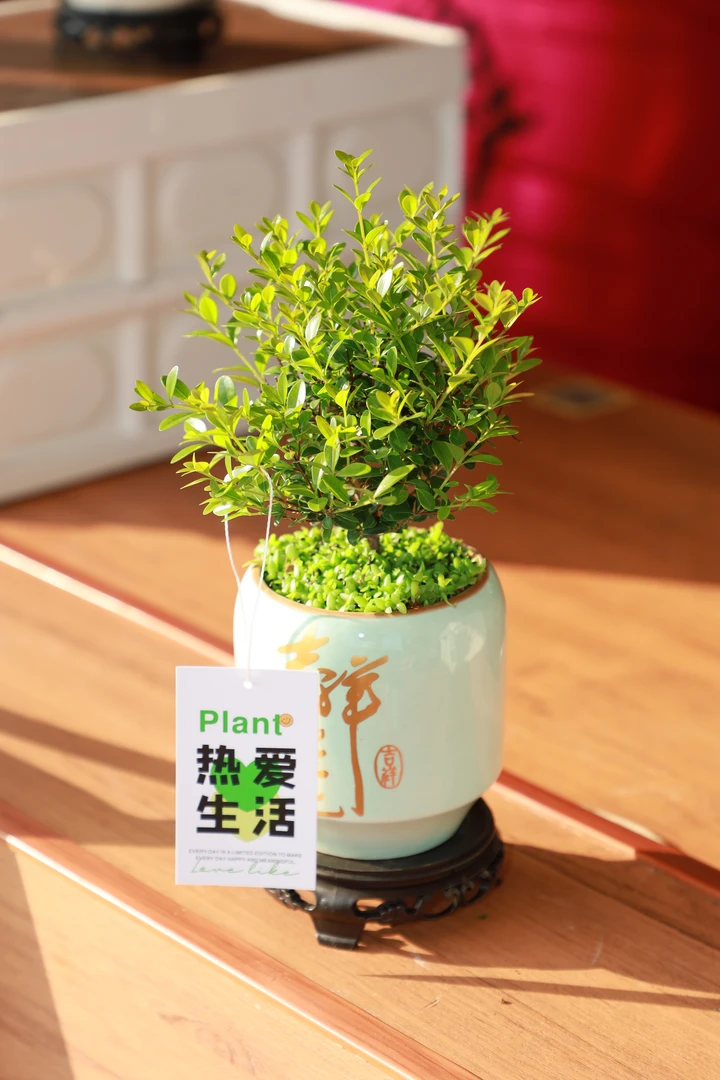 小叶赤楠老桩盆景植物花卉办公室内好养四季常青盆栽