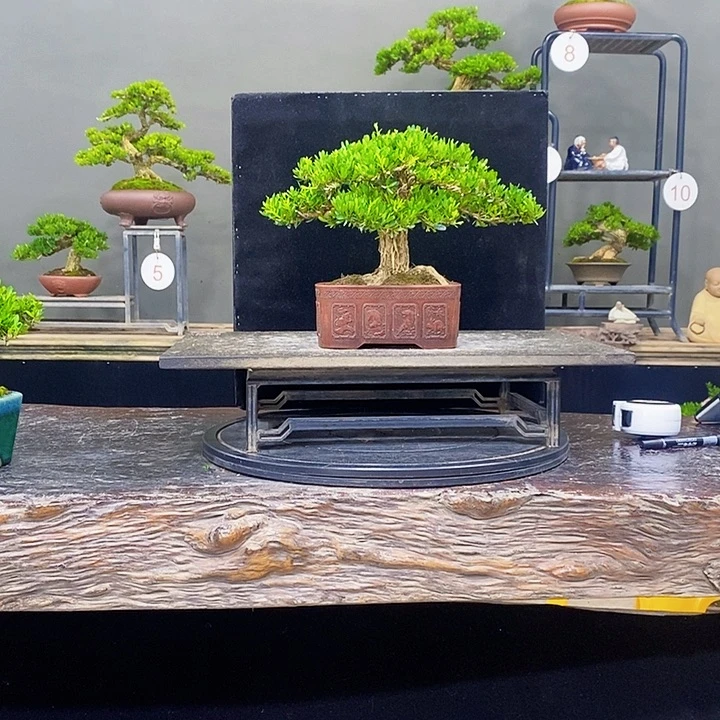 无花朵黄杨盆景四季常青不落叶