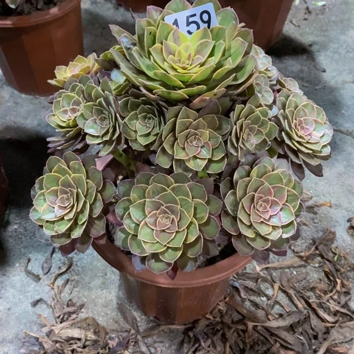 沉**金金边拉丝多肉159
