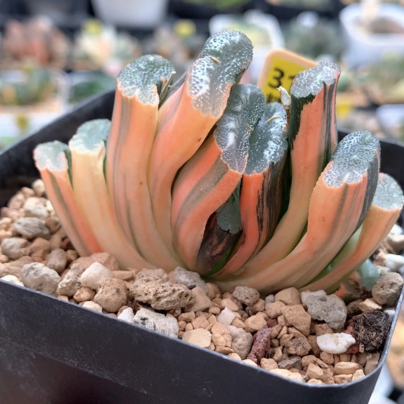 【闪购商品】319赤班玉扇