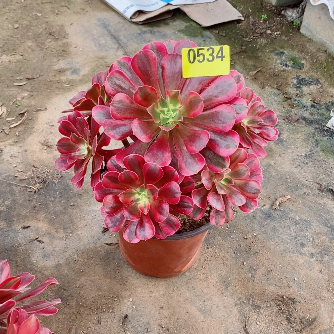 美杜莎多肉法师0534