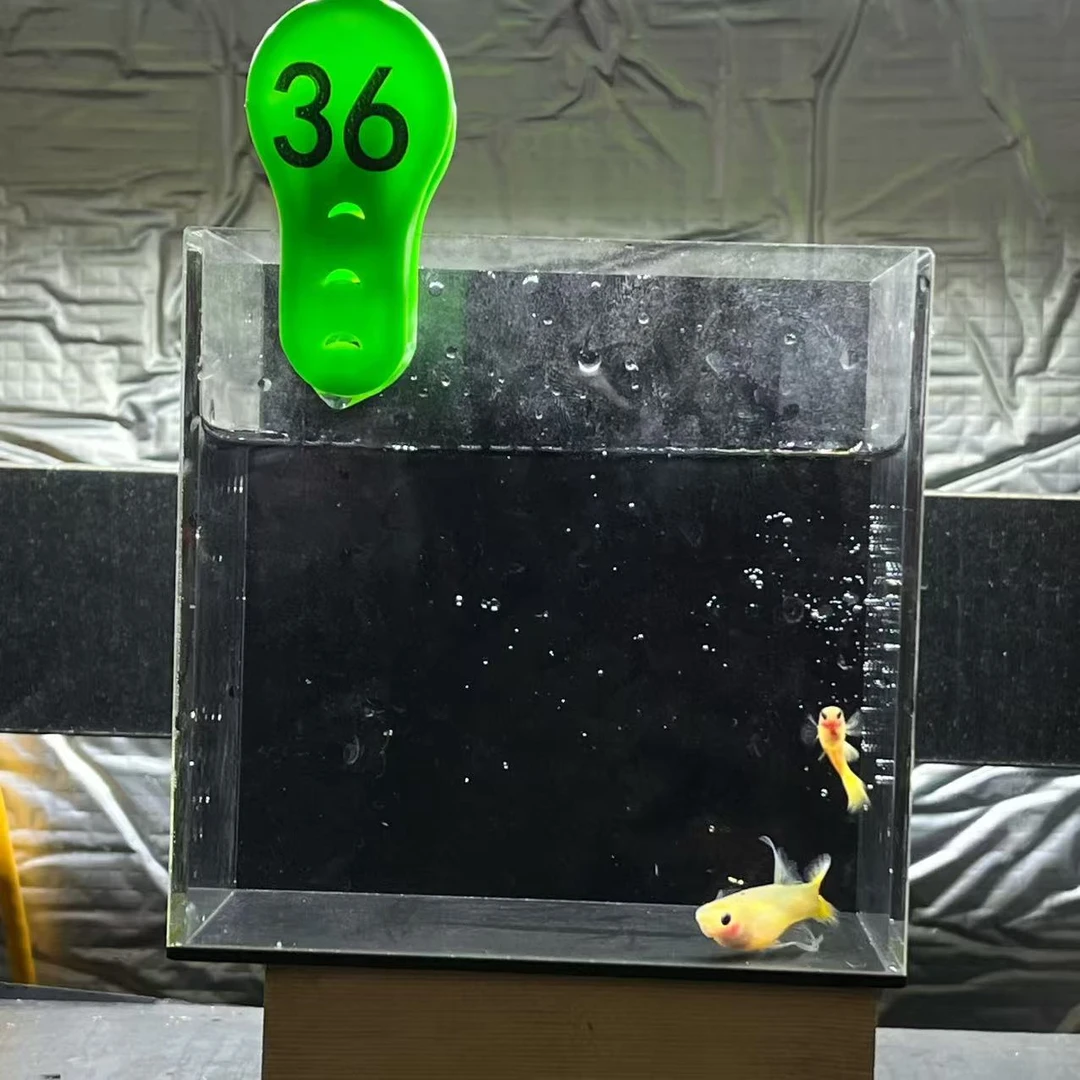 黄金玻璃猫C一对孔雀鱼编号36