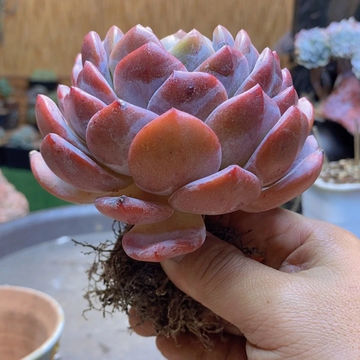 日***星424 肉咖多肉植物一物一拍