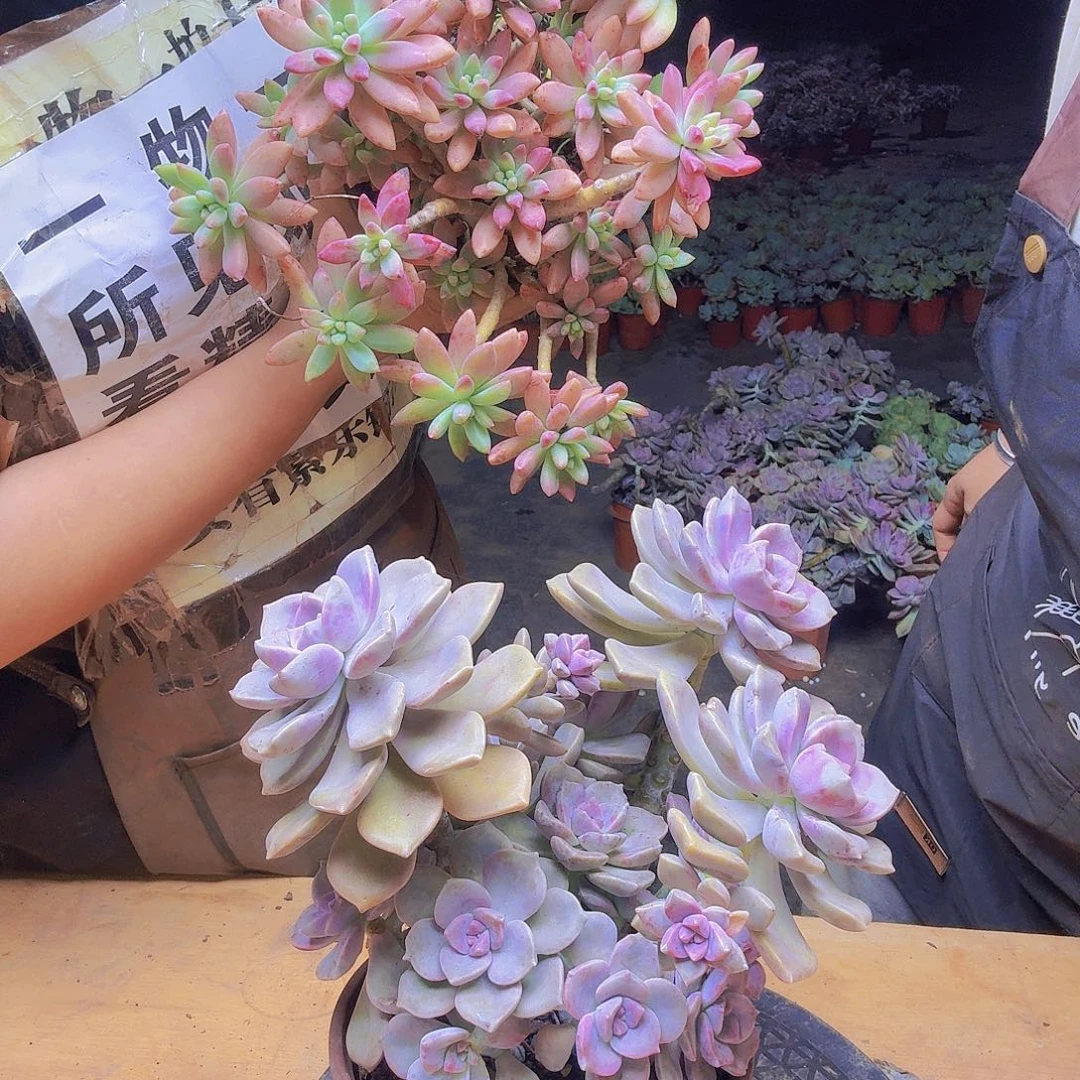 紫乐加秋丽yiwuyip