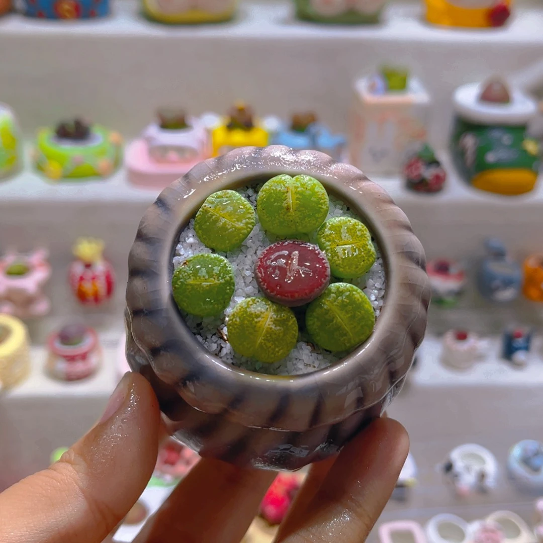 012高端多肉带盆土一套8