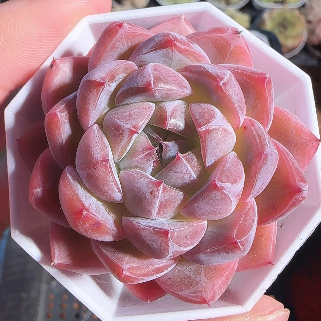 多肉1122-45钻石珍妮