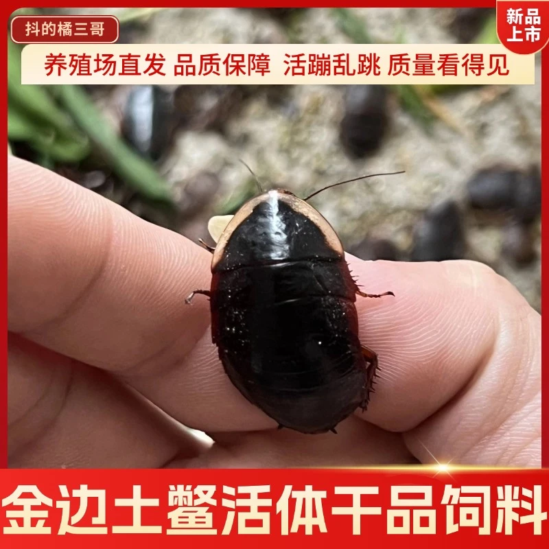 金边土鳖虫土元虫活体喂鱼喂鸟喂爬虫泡酒外敷煮汤干品货饲料