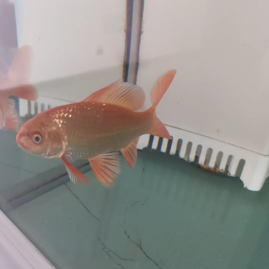 观赏鱼蝴蝶鲤鱼苗6-8公分精品