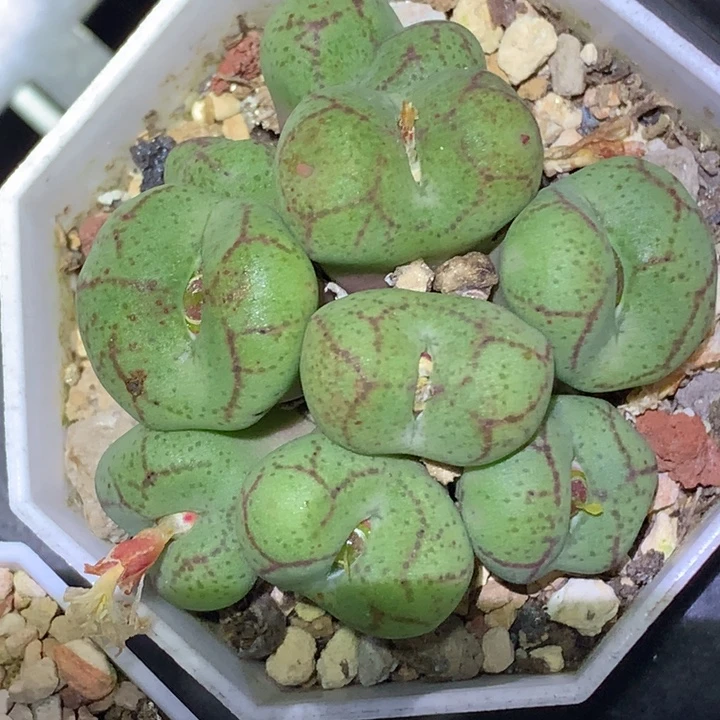 精品多肉植物园艺猴脸