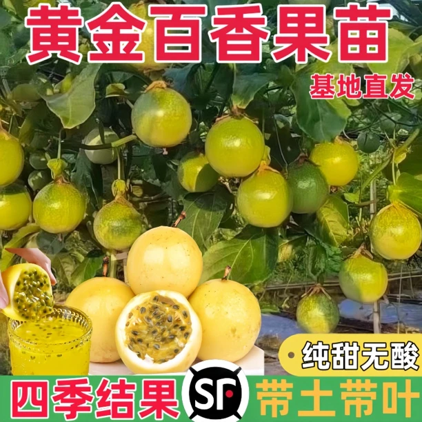 黄金百香果苗百香果嫁接树苗南北方四季种植盆栽不断结果