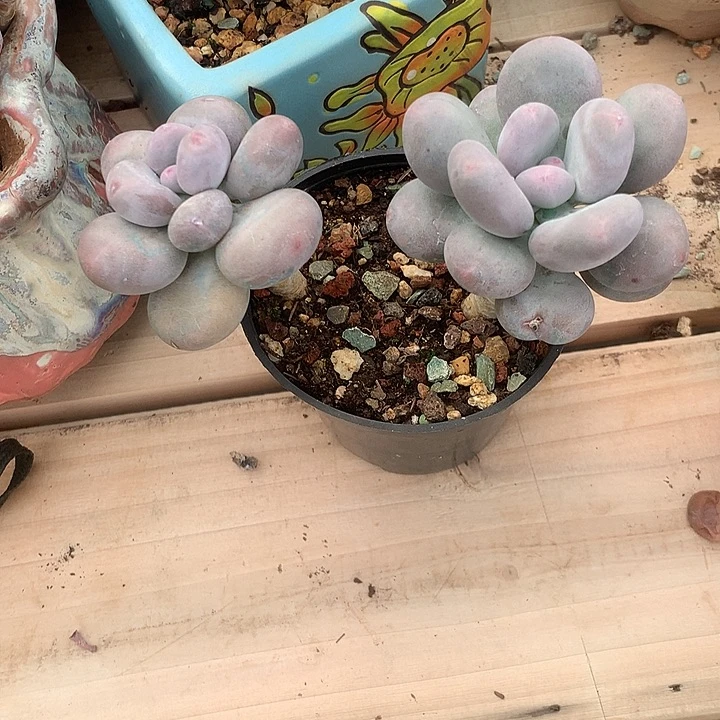 喜***杨好咯群殴咯饿了咯打卡咯摸摸拒绝