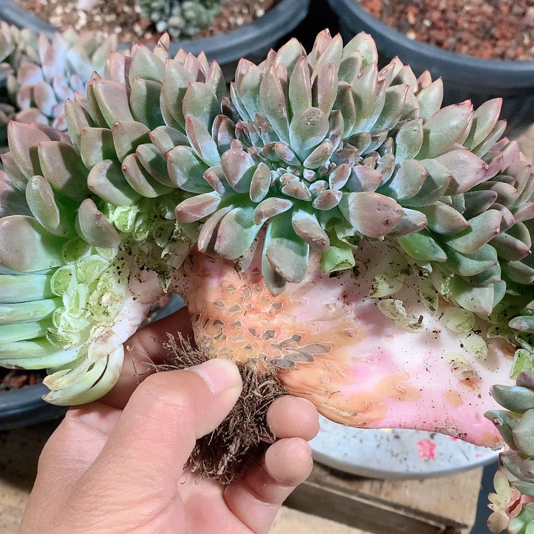 多肉植物多肉植物星影缀