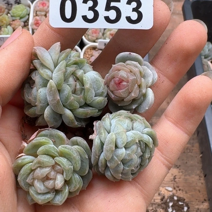 月**凉多肉植物多肉植物
