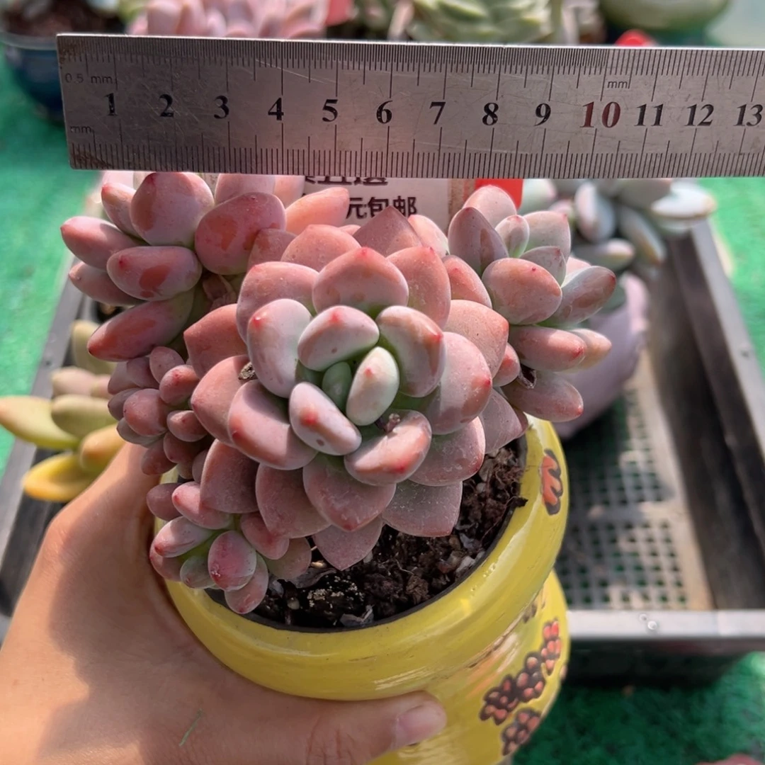 表妹精品多肉植物669.