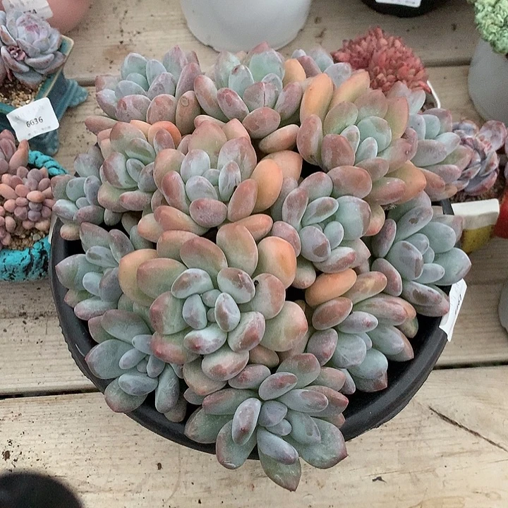 6667香水多肉一颗23厘米