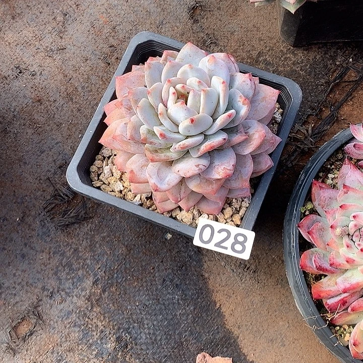 028橙子 一物一拍多肉