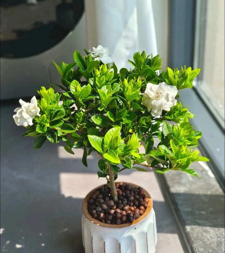 【新疆包邮】独杆棒棒糖栀子花盆栽带花苞大叶老